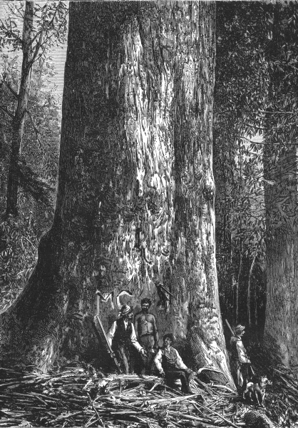 Associate Product AUSTRALIA. The Giant Gum-tree 1886 old antique vintage print picture