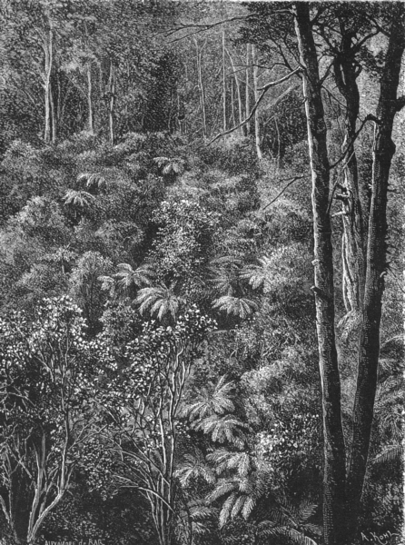 AUSTRALIA. A Victorian Forest 1886 old antique vintage print picture