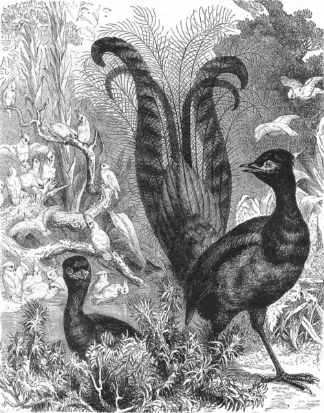 AUSTRALIA. Australian Fauna and Flora. The Lyre-Bird 1886 old antique print