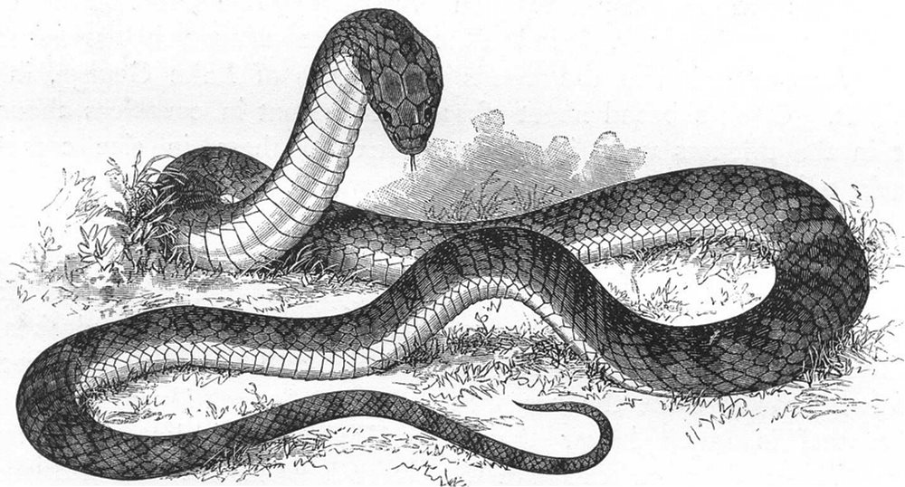 AUSTRALIA. Australian Fauna and Flora. The Tiger-Snake 1886 old antique print