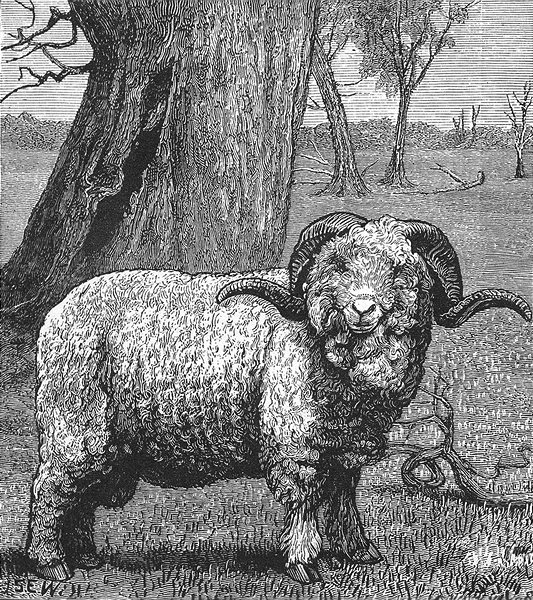 AUSTRALIA. A Merino Sheep 1886 old antique vintage print picture