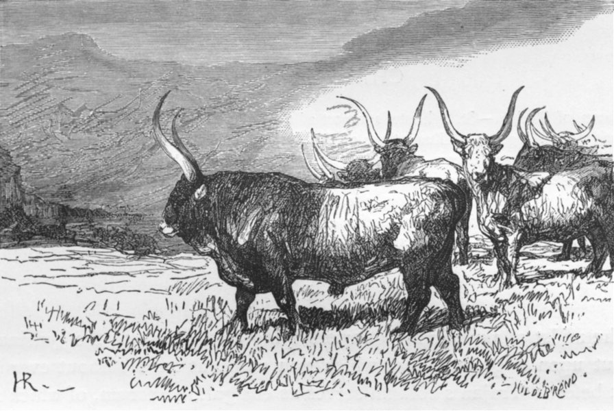 Associate Product OXEN. Oxen of the Roman Campagna 1872 old antique vintage print picture