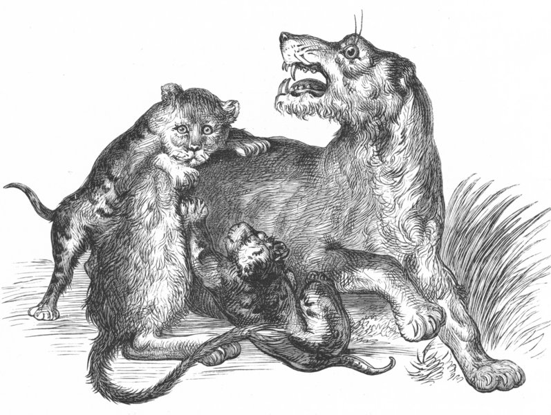 Associate Product LIONS. Lioness and Cubs-Landseer c1880 old antique vintage print picture