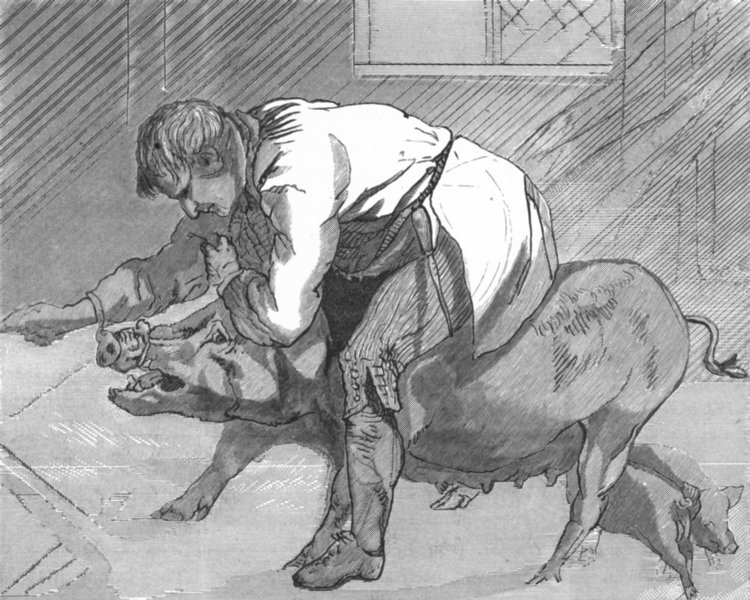 Associate Product PIGS. A cry of distress-Landseer c1880 old antique vintage print picture