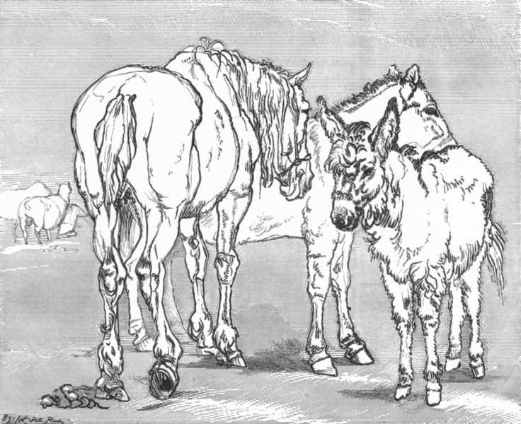 Associate Product LANDSCAPES. Common(Horse, Donkey & Mule)-Landseer c1880 old antique print