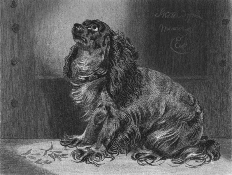 ANIMALS. Pet of Duchess-Landseer c1880 old antique vintage print picture