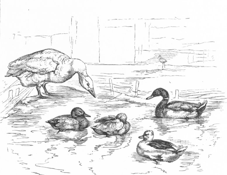 BIRDS. The Duck Pond-Landseer c1880 old antique vintage print picture