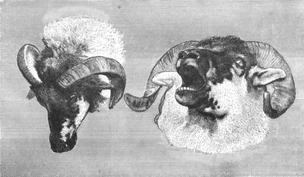 Associate Product SHEEP. Study of Rams' Heads-Landseer c1880 old antique vintage print picture