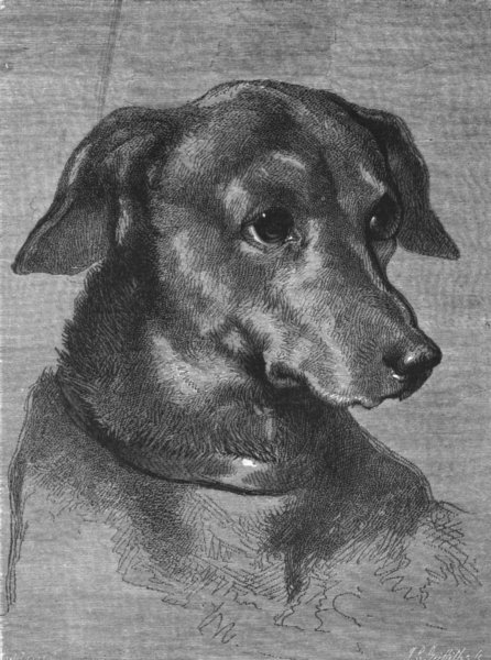 DOGS. Head of Dachel-Landseer c1880 old antique vintage print picture