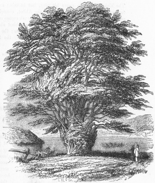 Associate Product YORKS. Yew-tree, Fountains Abbey, Ripon  1845 old antique print picture