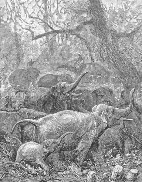 INDIA. Herd of Wild Elephants 1893 old antique vintage print picture