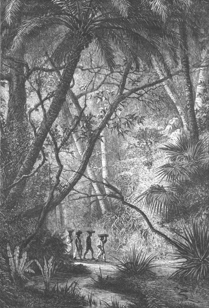 PORTUGUESE GUINEA. Forest Scene in Portuguese Senegambia. Guinea-Bissau 1893
