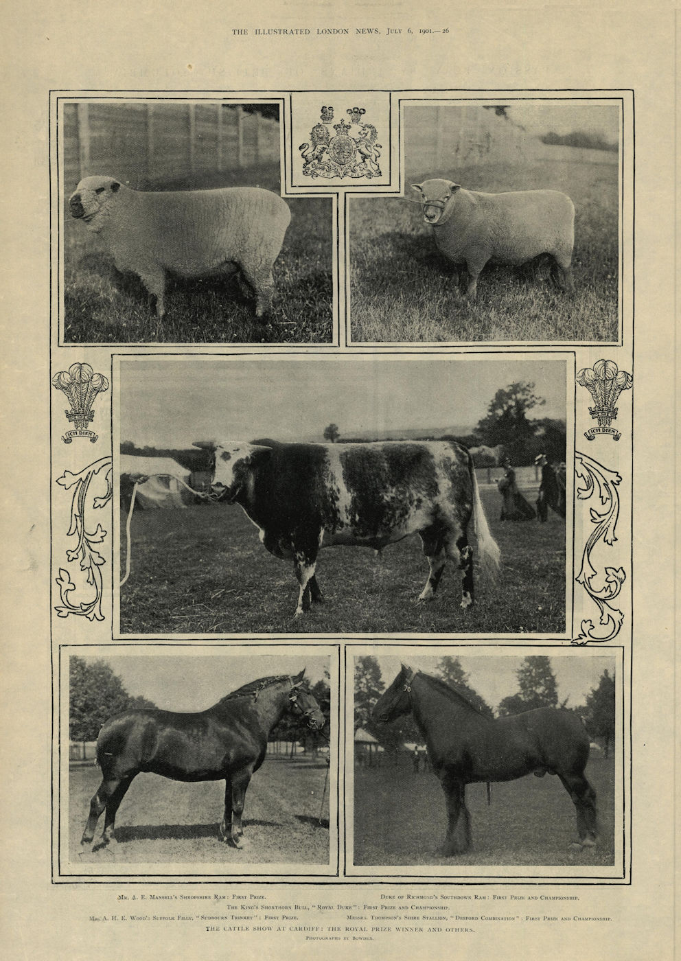 Cardiff cattle show prize winners. Shropshire Southdown rams Shorthorn bull 1901