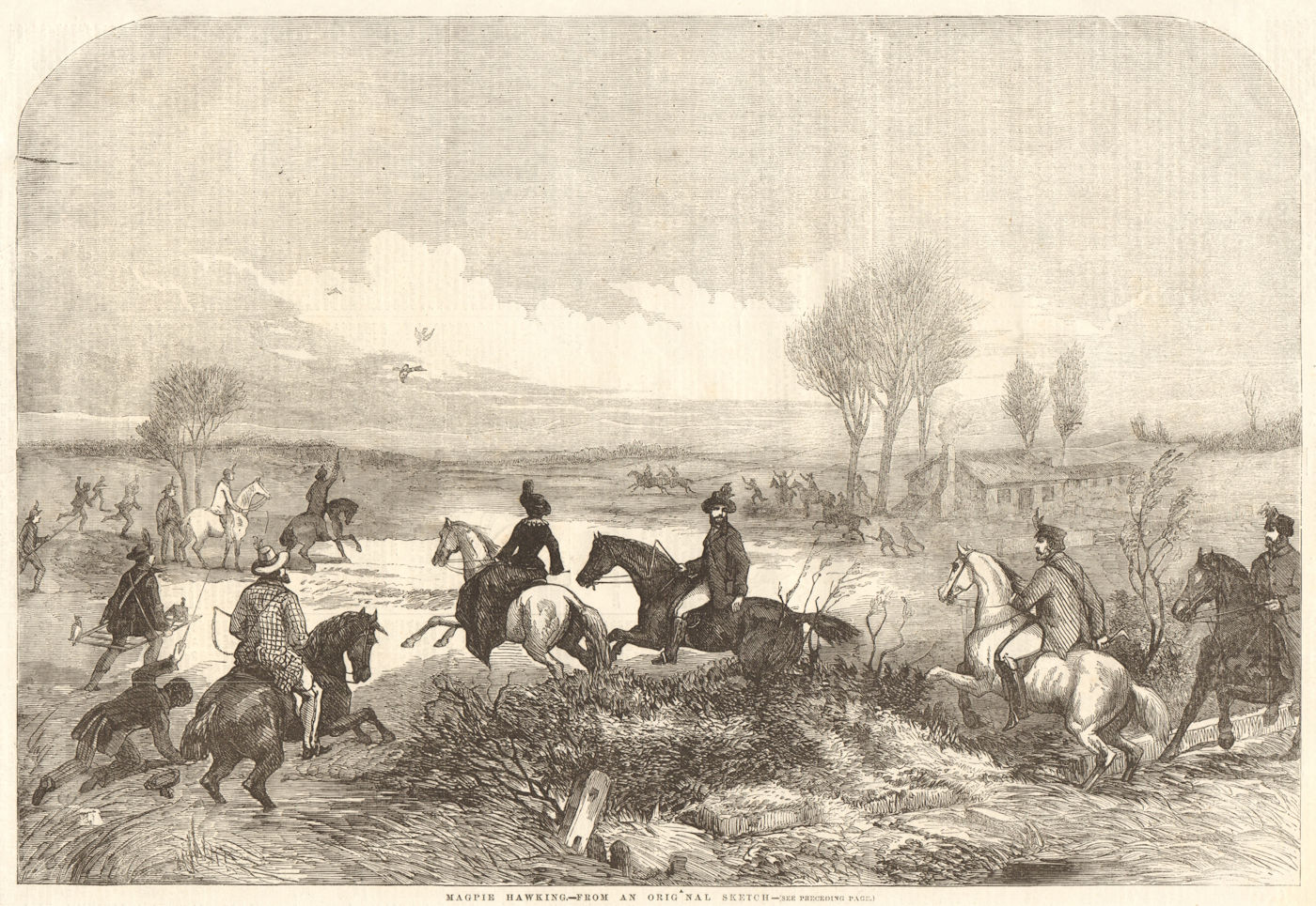 Magpie hawking - from an original sketch. Hunting. Birds 1856 old print