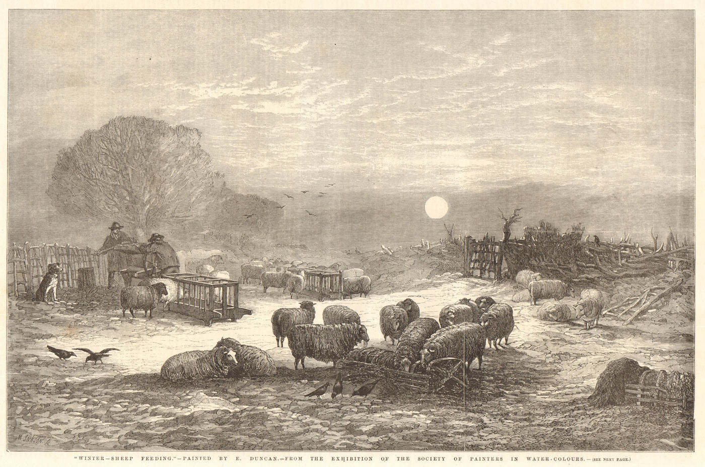 "Winter - sheep feeding" - by E. Duncan. Farming 1857 old antique print