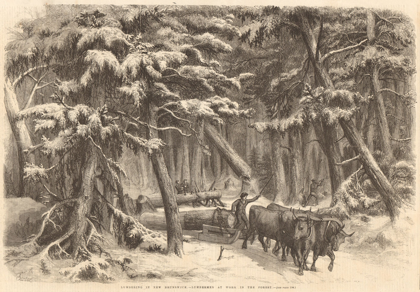 Associate Product Lumbering in New Brunswick - lumbermen at work in the forest. Canada 1858