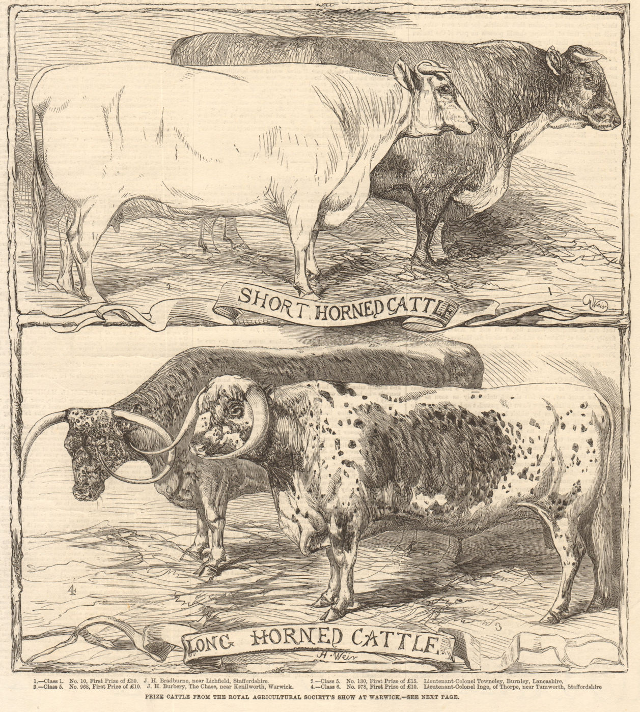 Associate Product Prize cattle, Royal Agricultural Society's show at Warwick. Warwickshire 1859