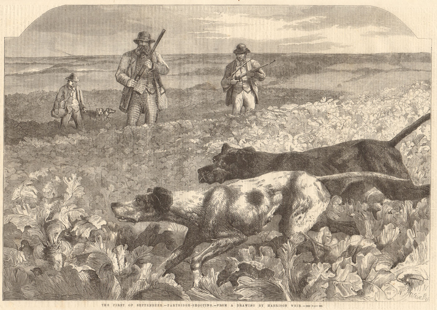 Associate Product September 1st. Partridge-shooting, by Harrison Weir. Hunting 1859 ILN print