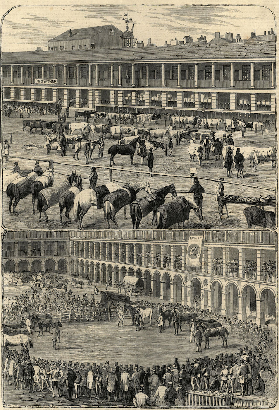 Associate Product Cattle show at Halifax. Yorkshire. Cows 1859 antique ILN full page print