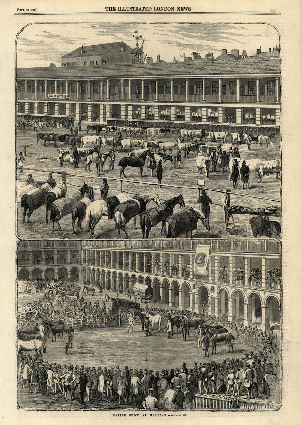 Associate Product Cattle show at Halifax. Yorkshire. Cows 1859 old antique vintage print picture