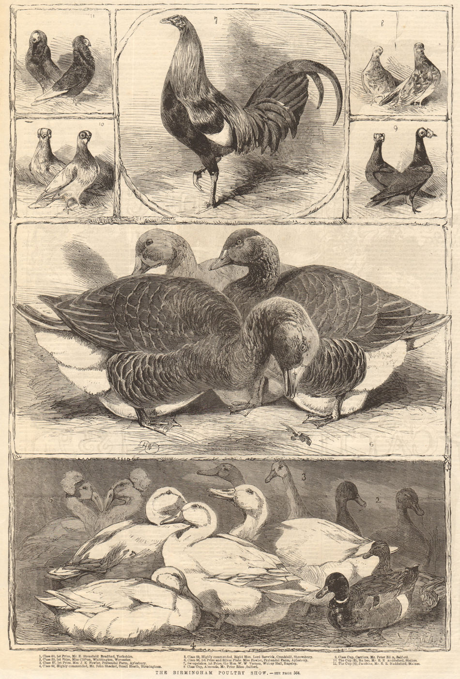 Associate Product The Birmingham Poultry Show. Warwickshire 1859 antique ILN full page print