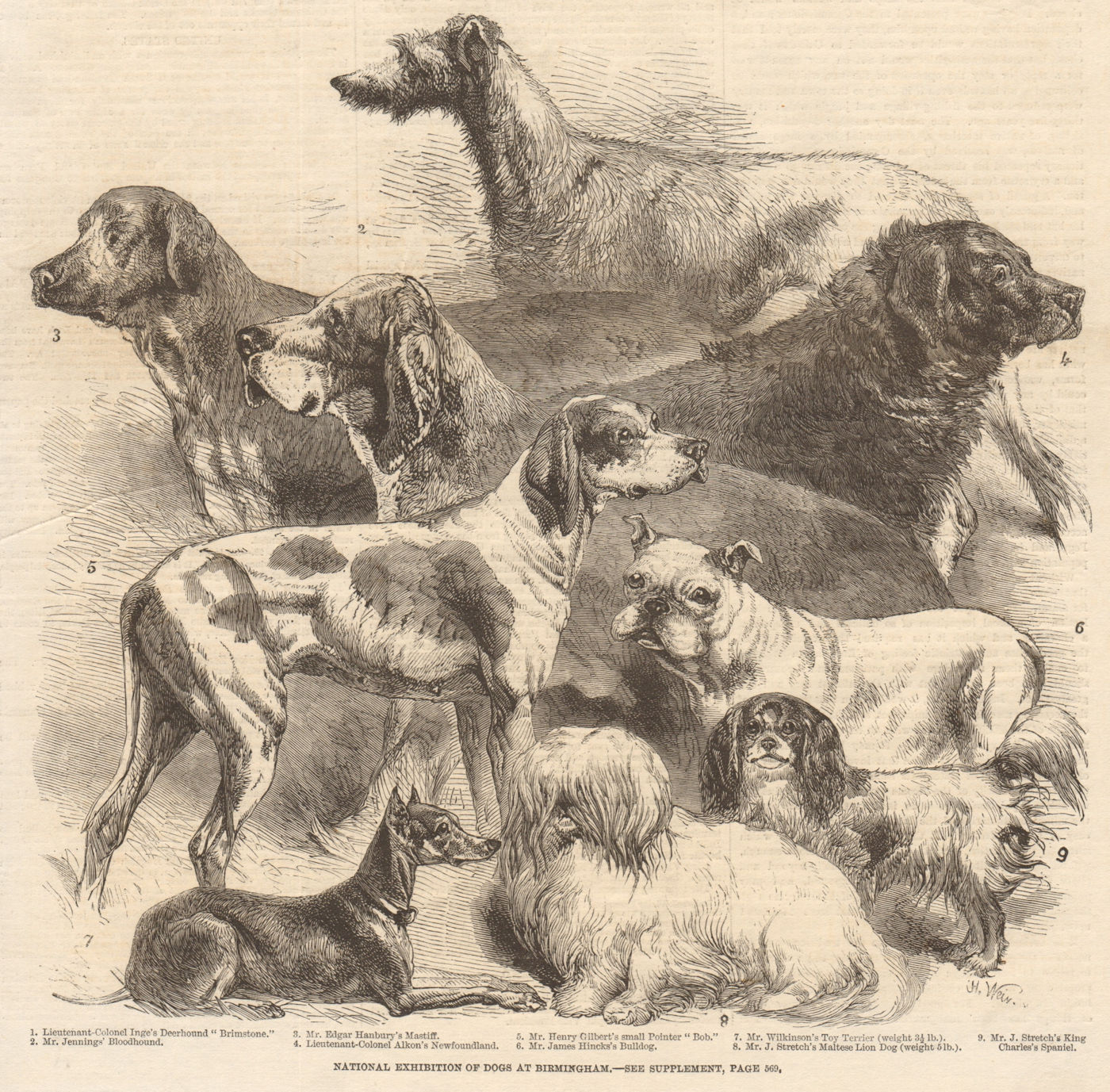 Associate Product National exhibition of dogs at Birmingham. Warwickshire 1860 antique ILN page