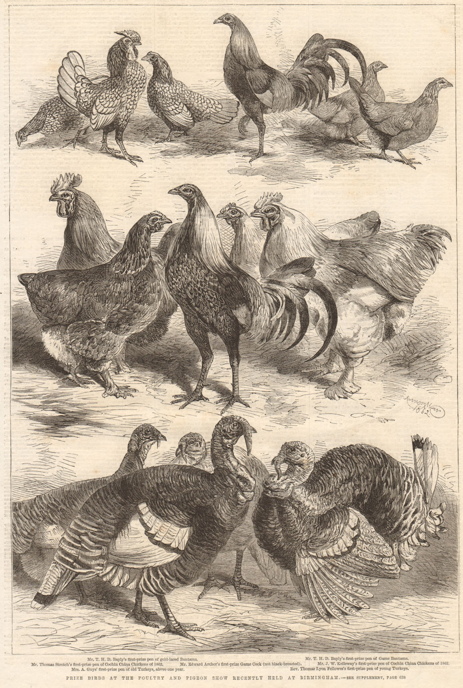Associate Product Prize birds at the Poultry & Pigeon Show, Birmingham 1862 ILN full page print