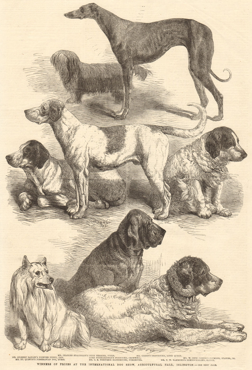 Prize winners at the International Dog Show, Agricultural Hall, Islington 1863