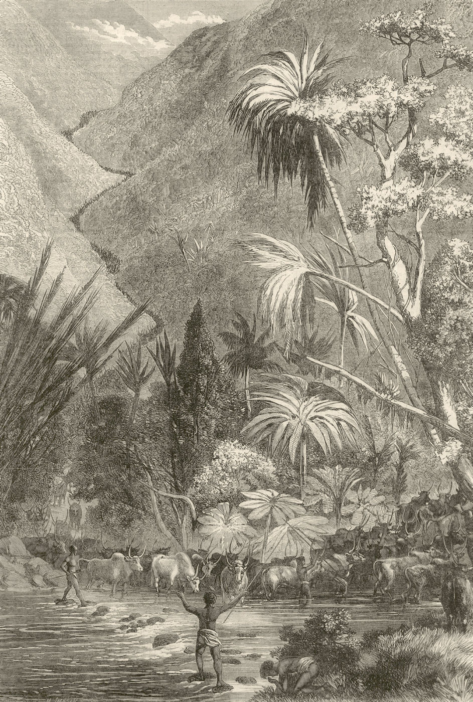 Associate Product Cattle on their way to Tamatave, Madagascar 1864 antique ILN full page print