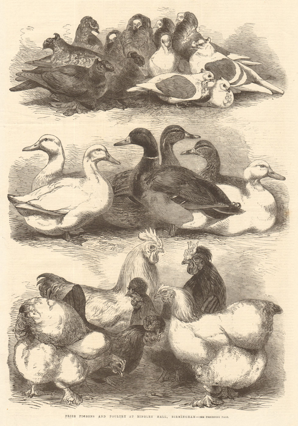 Associate Product Prize pigeons & poultry at Bingley Hall, Birmingham 1864 antique ILN full page