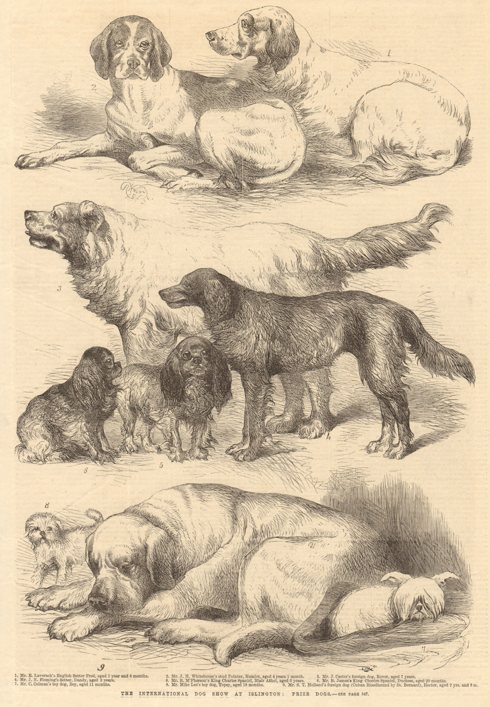 Associate Product The International Dog Show at Islington: prize dogs. London 1865 ILN full page