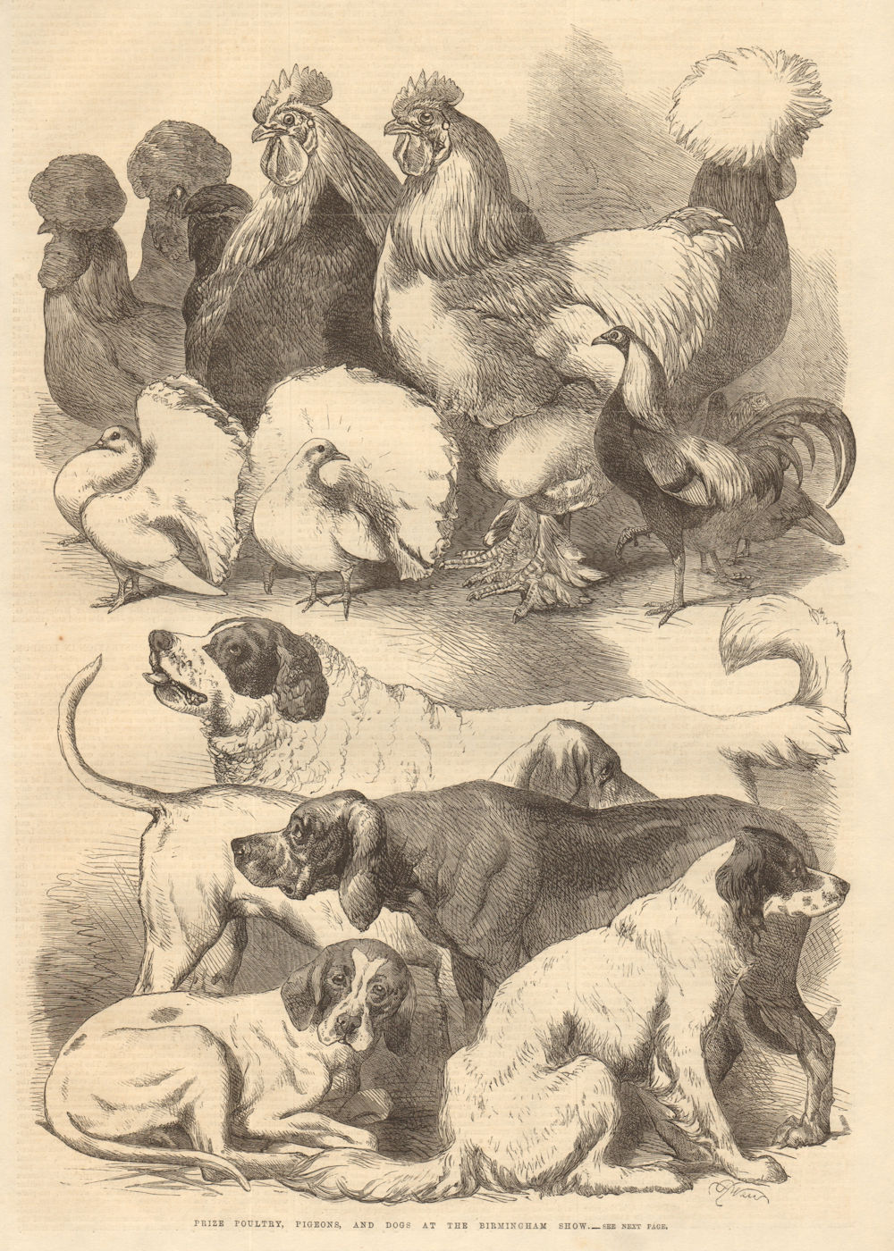 Associate Product Prize poultry, pigeons & dogs at the Birmingham Show. Warwickshire 1866