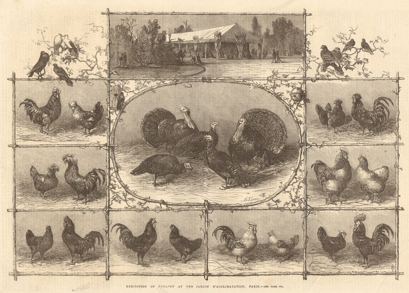 Exhibition of poultry at the Jardin d'Acclimatation, Paris 1868 ILN full page