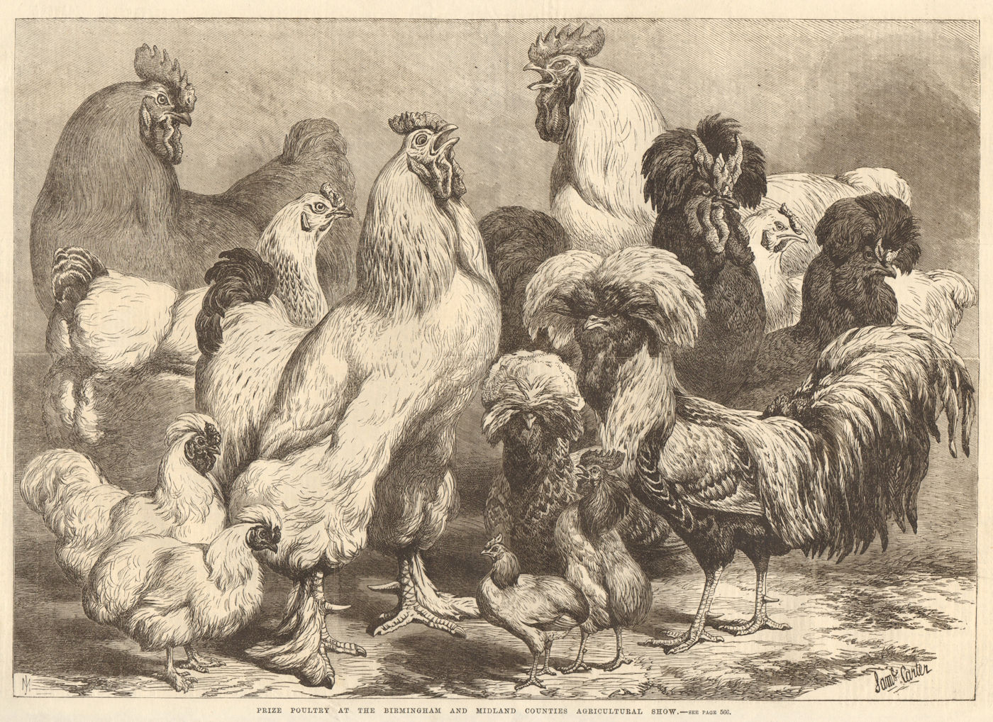 Associate Product Prize poultry at the Birmingham & Midland Counties Agricultural Show 1868