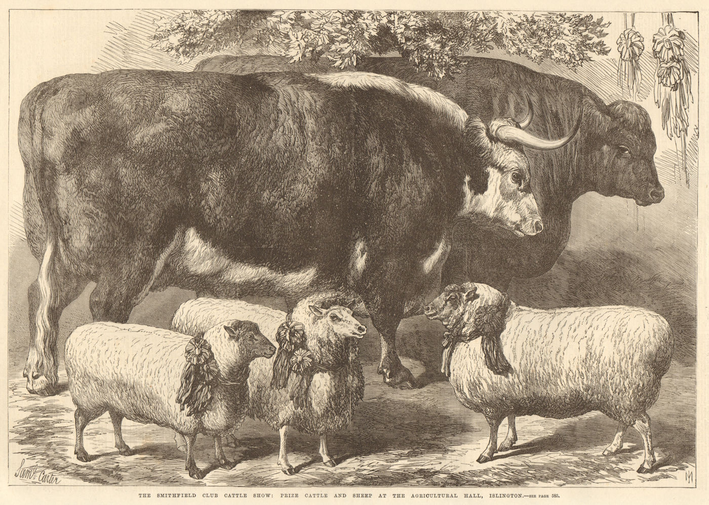 The Smithfield Club cattle show: prize cattle & sheep II 1868 old print