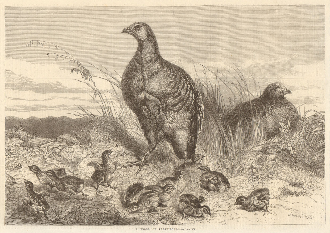A brood of Partridges. Birds. Birds 1869 old antique vintage print picture