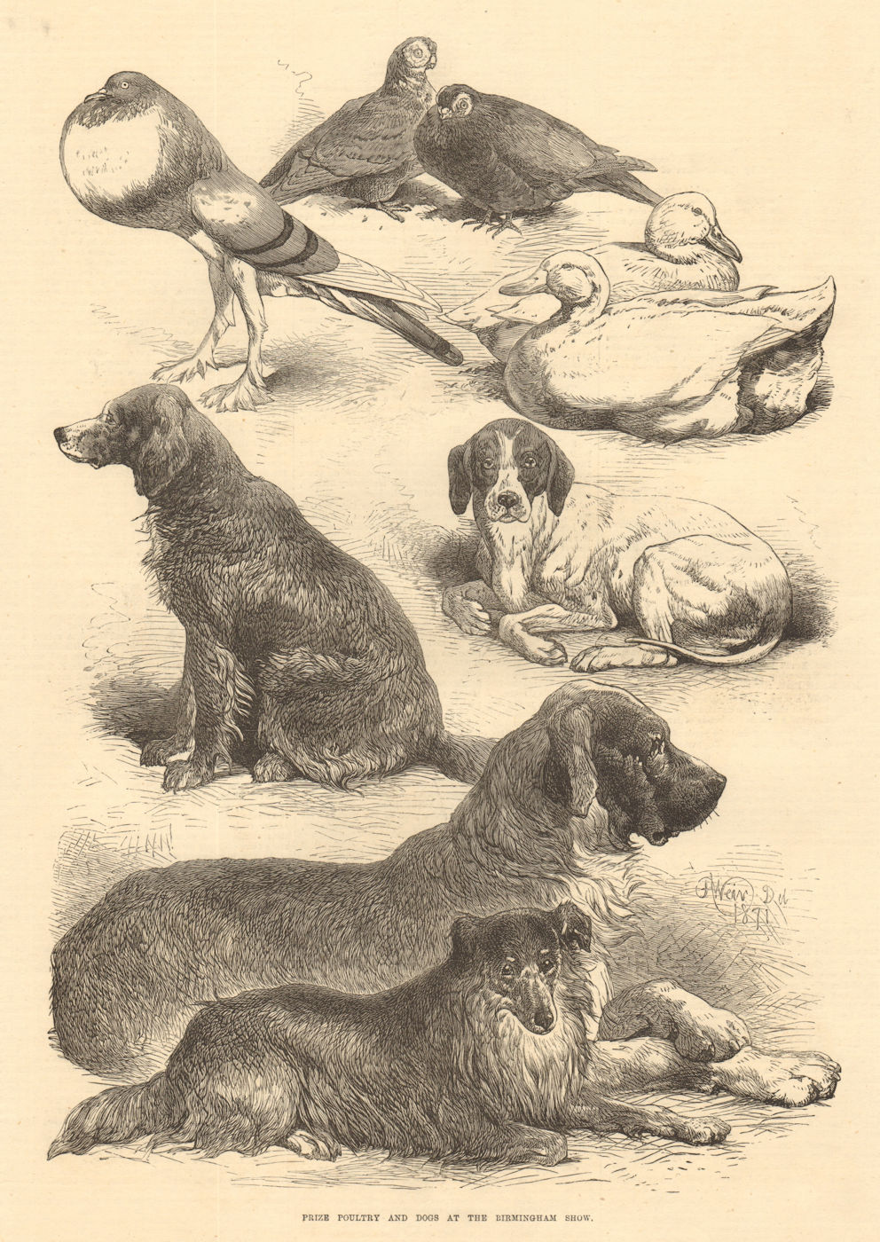 Associate Product Prize poultry & dogs at the Birmingham show. Warwickshire 1871 ILN full page
