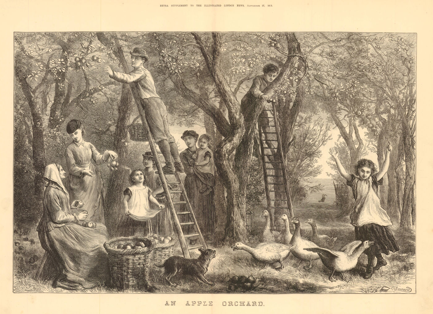 An Apple Orchard. Apple picking. Farming 1873 antique ILN full page print