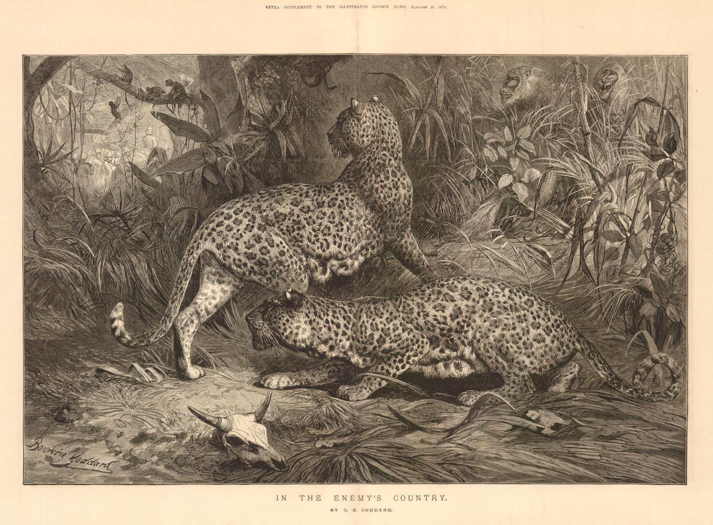 In the Enemy's Country, by GB Goddard. Leopards hunting monkeys 1874 ILN print