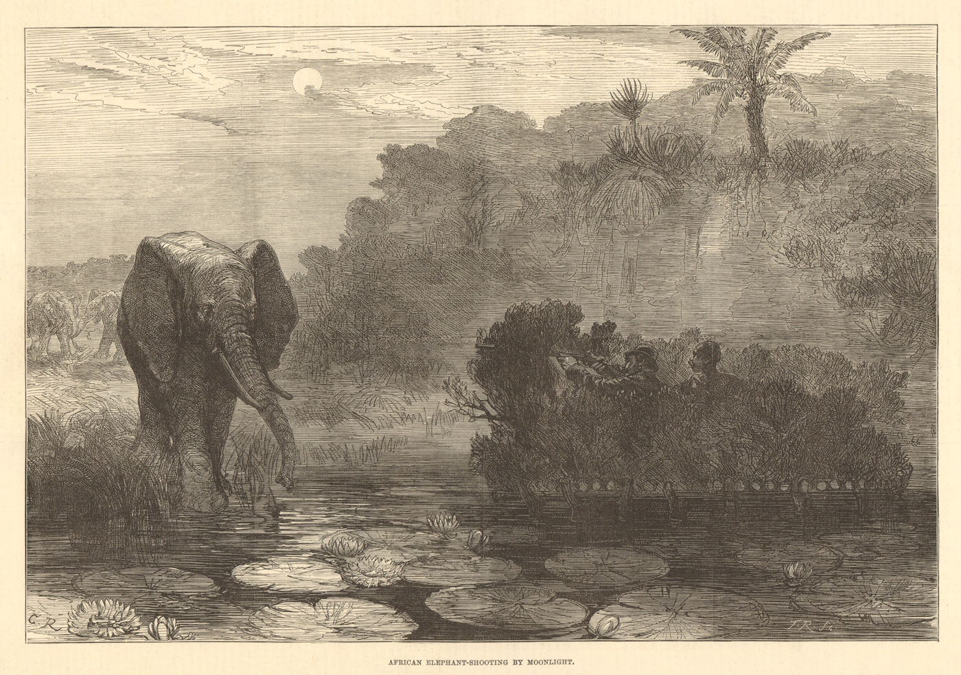 Associate Product African elephant-shooting by moonlight 1877 antique ILN full page print