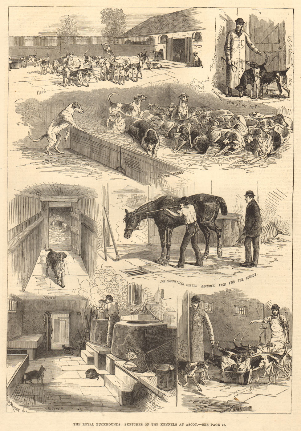 The royal buckhounds: Sketches of the kennels at Ascot. Berkshire. Dogs 1880