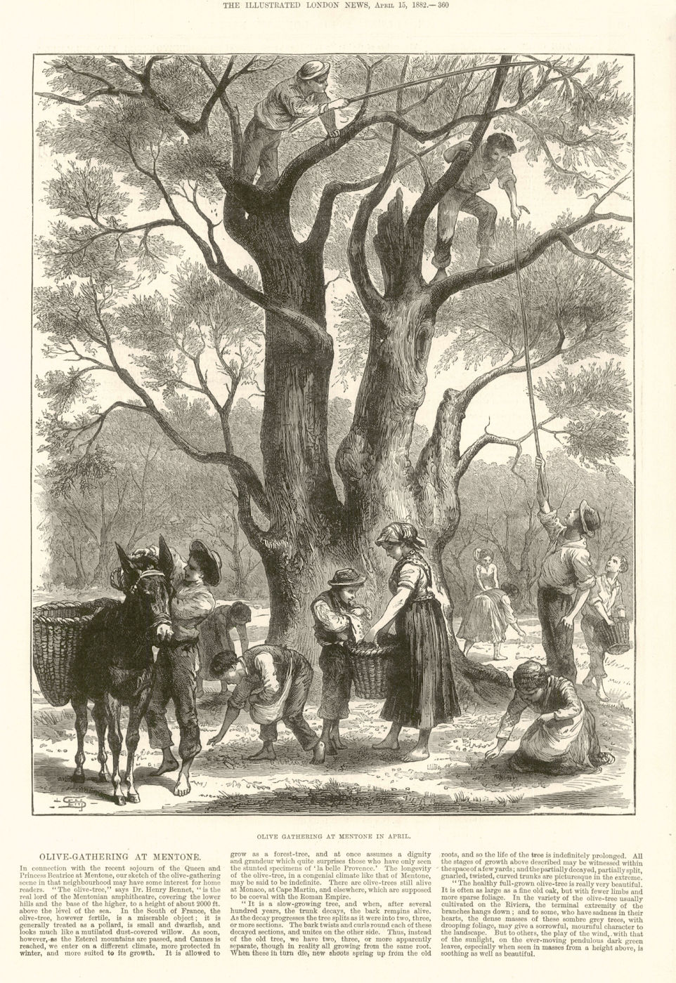 Olive Gathering at Menton in April. Alpes-Maritimes 1882 antique ILN full page