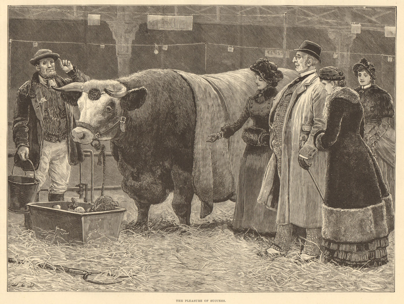 The pleasure of success. Prize bull. Cows 1883 old antique print picture