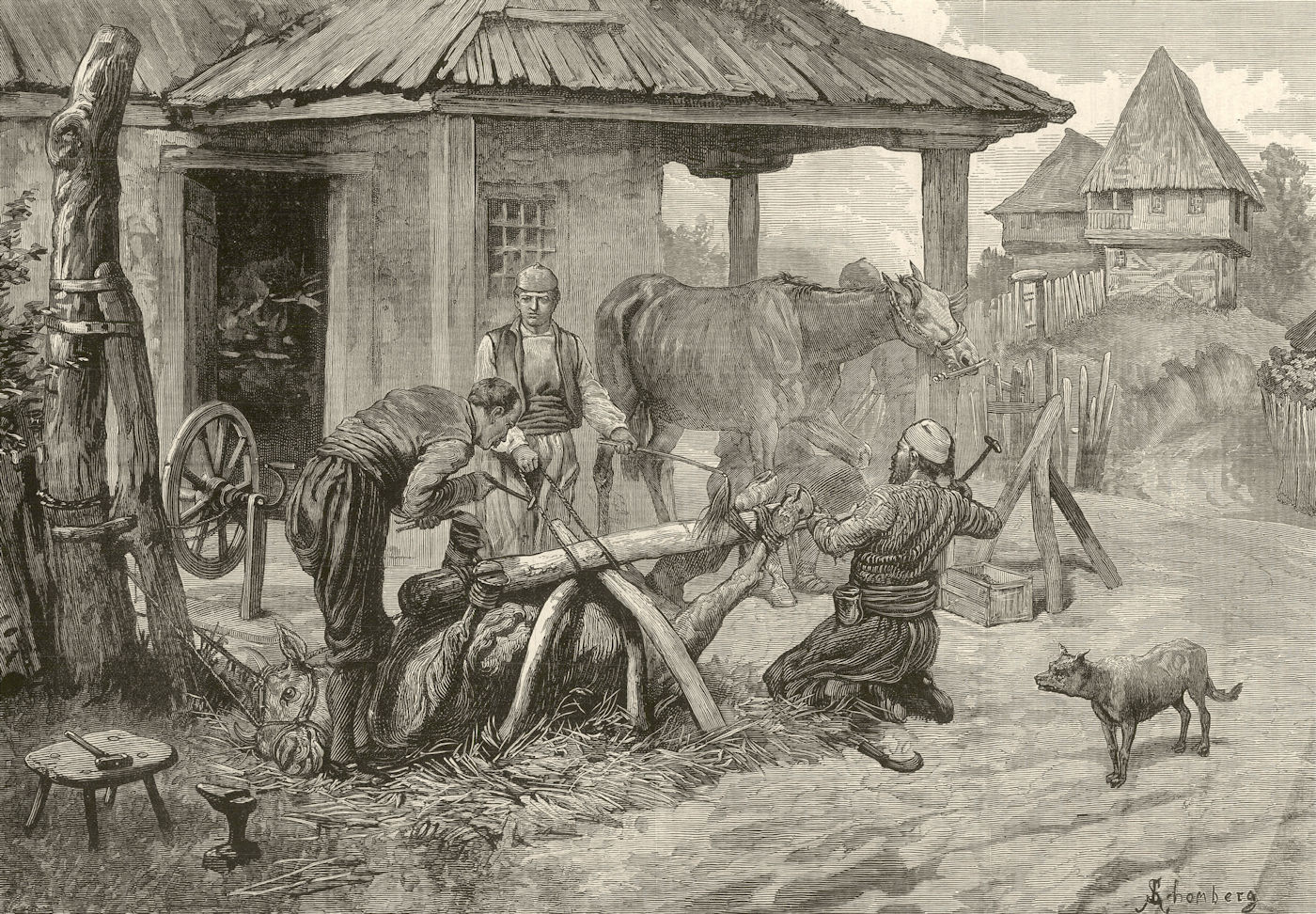 Associate Product Shoeing oxen & horses at a Serbian smithy 1885 antique ILN full page print
