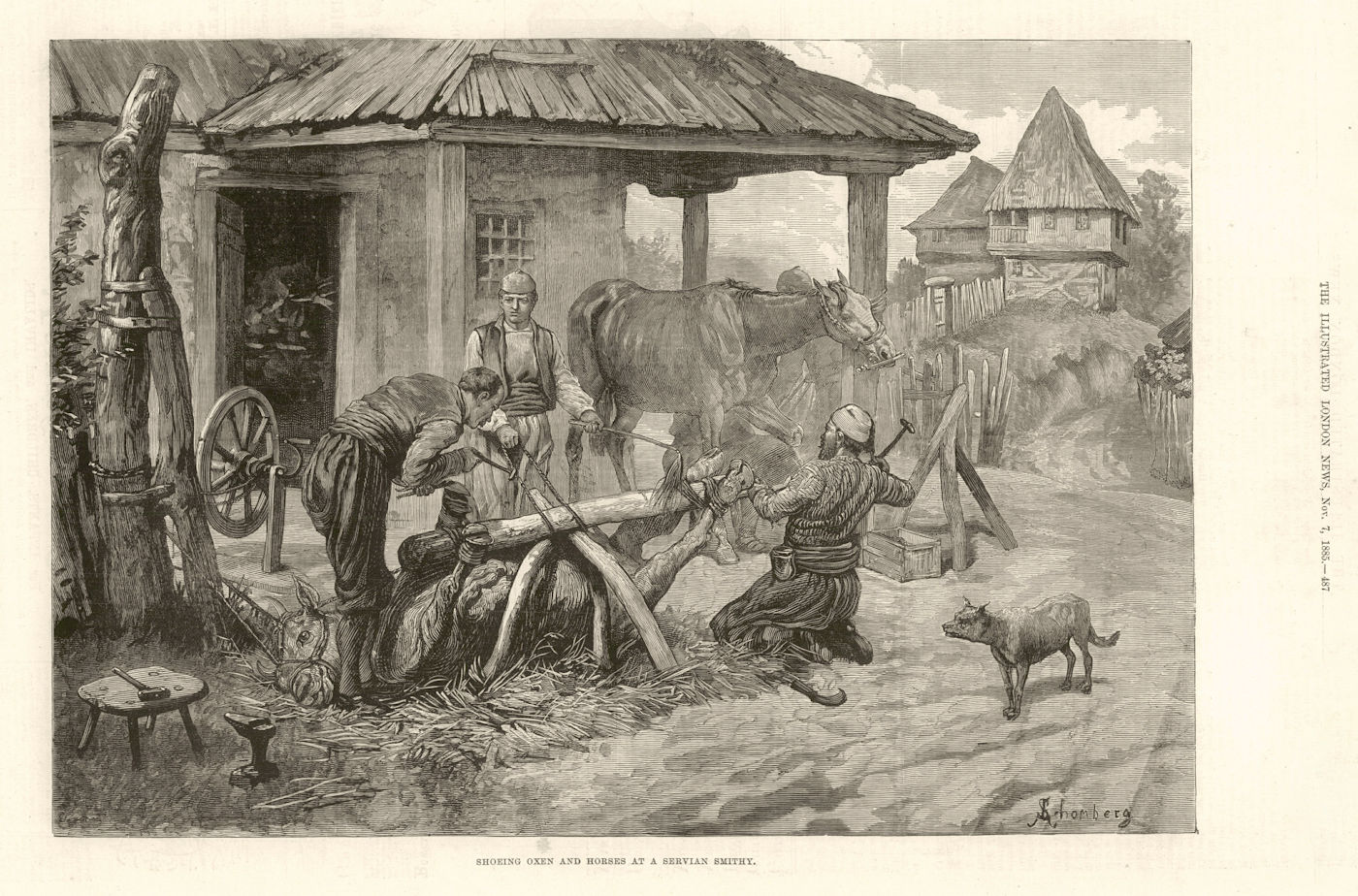 Associate Product Shoeing oxen & horses at a Serbian smithy 1885 old antique print picture