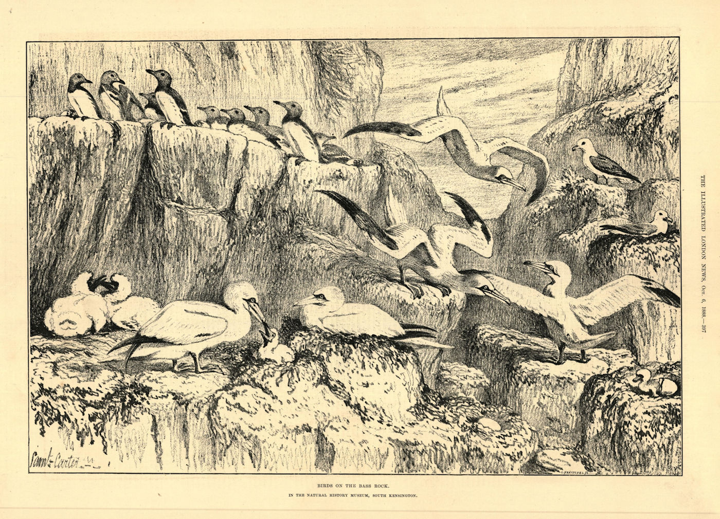Birds on the Bass Rock, Natural History Museum, South Kensington. Scotland 1888