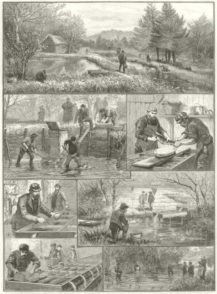 Associate Product Fish breeding: A Surrey Trout farm. Andrews Hind head Haslemere Guildford 1890