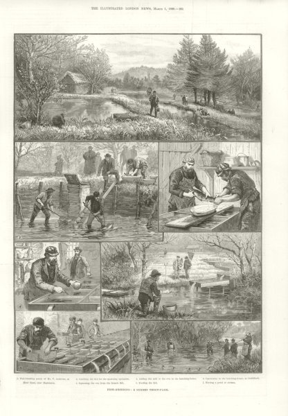 Fish breeding: A Surrey Trout farm. Andrews Hind head Haslemere Guildford 1890