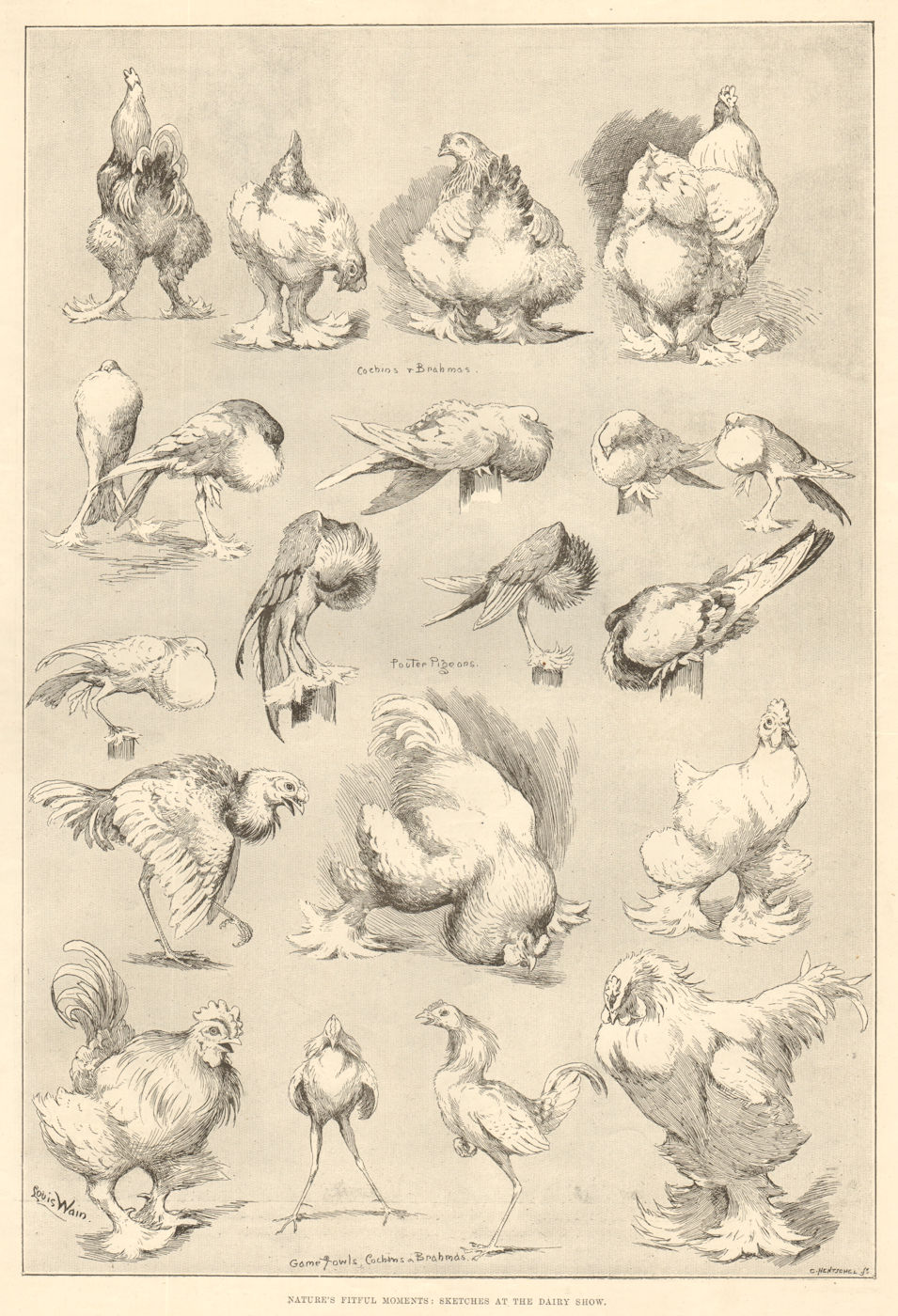 Associate Product Nature's fitful moments: the dairy show. Poultry pigeons game fowl. Farming 1890