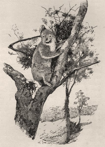 The Native Bear (Koala). Australia 1890 old antique vintage print picture